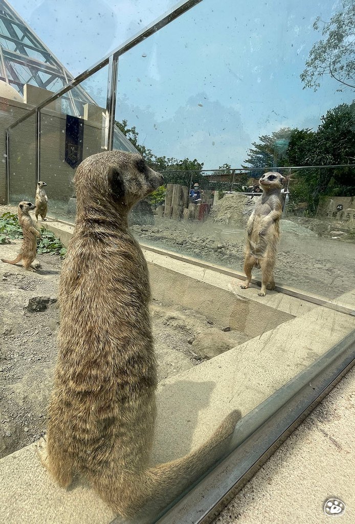 台南頑皮世界2022遊樂園動物園一日遊親子景點票價營業時間水豚狐蒙表演場次公車停車收費 (20).jpg