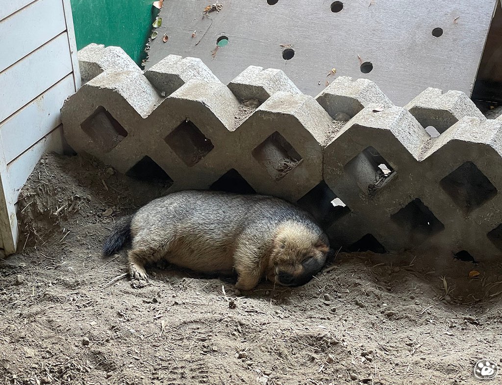 台南頑皮世界2022遊樂園動物園一日遊親子景點票價營業時間水豚狐蒙表演場次公車停車收費 (22).jpg