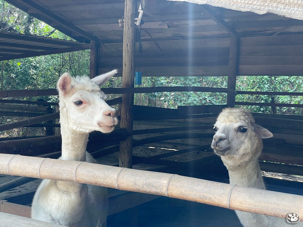 台南頑皮世界2022遊樂園動物園一日遊親子景點票價營業時間水豚狐蒙表演場次公車停車收費 (39).jpg