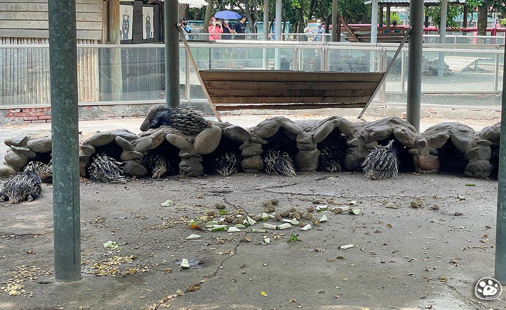 台南頑皮世界2022遊樂園動物園一日遊親子景點票價營業時間水豚狐蒙表演場次公車停車收費 (40).jpg