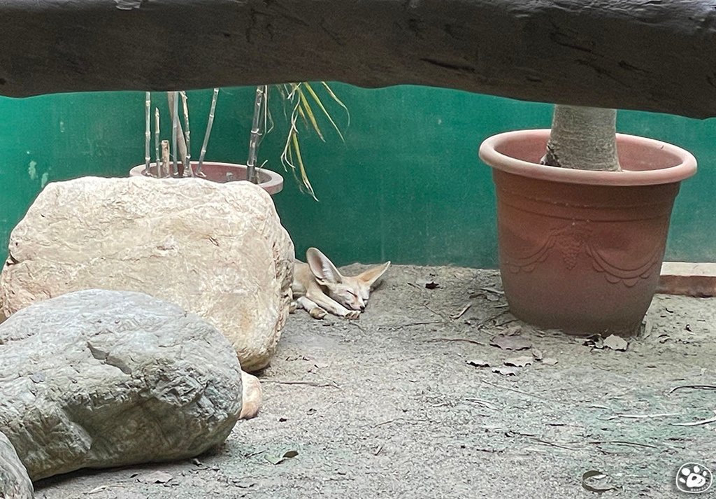 台南頑皮世界2022遊樂園動物園一日遊親子景點票價營業時間水豚狐蒙表演場次公車停車收費 (42).jpg