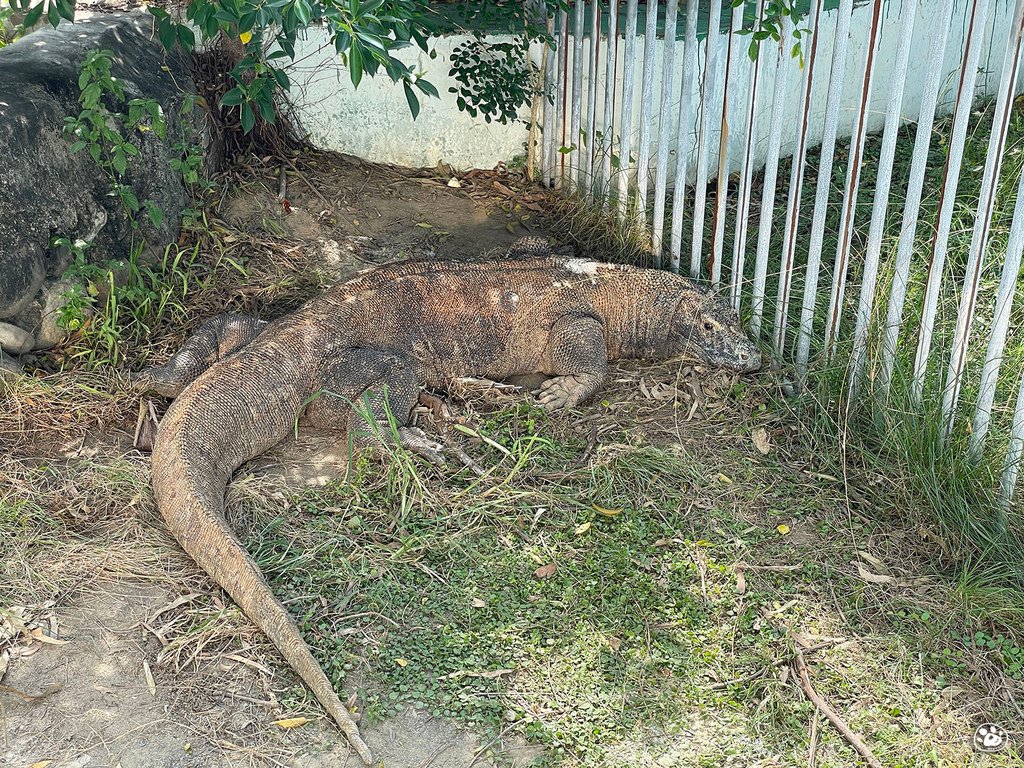 台南頑皮世界2022遊樂園動物園一日遊親子景點票價營業時間水豚狐蒙表演場次公車停車收費 (1).jpg