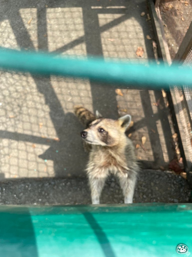 台南頑皮世界2022遊樂園動物園一日遊親子景點票價營業時間水豚狐蒙表演場次公車停車收費 (46).jpg