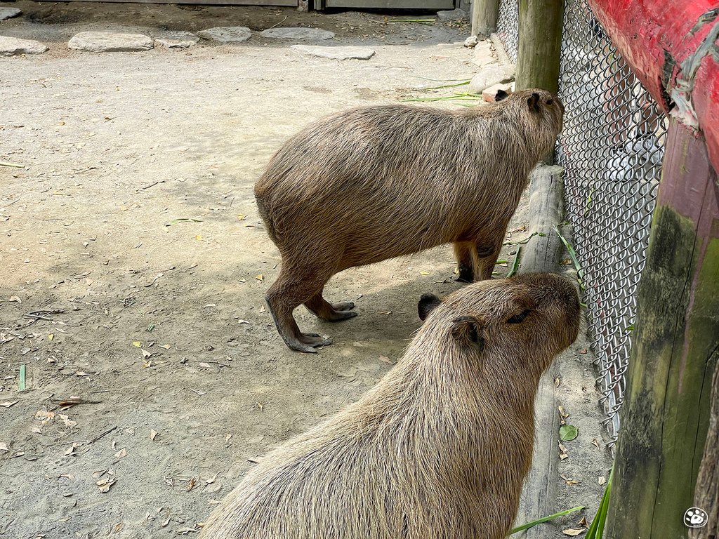 台南頑皮世界2022遊樂園動物園一日遊親子景點票價營業時間水豚狐蒙表演場次公車停車收費 (2).jpg