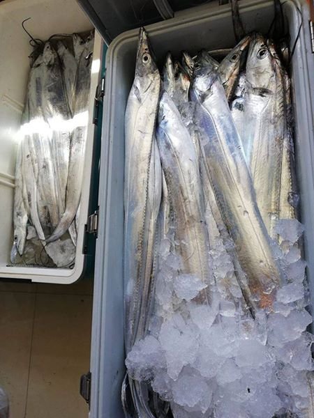 釣魚筆記6.8白帶釣組進階篇