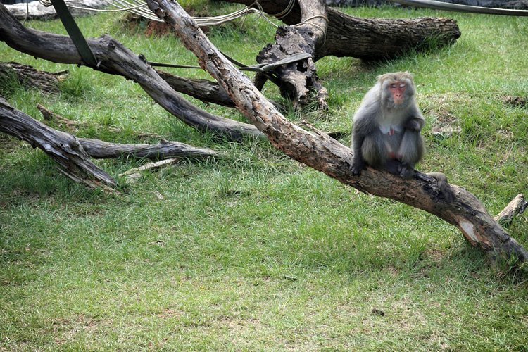 新竹動物園