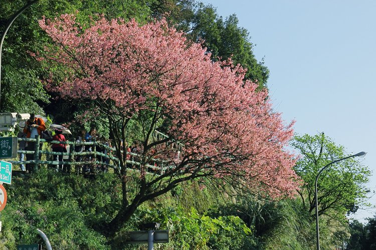 陽明山櫻花