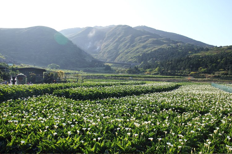 陽明山竹子湖海芋