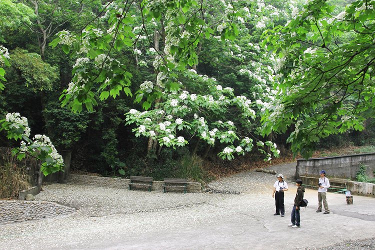 彰化芬園挑水古道桐花