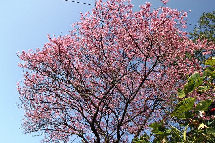 陽明山櫻花