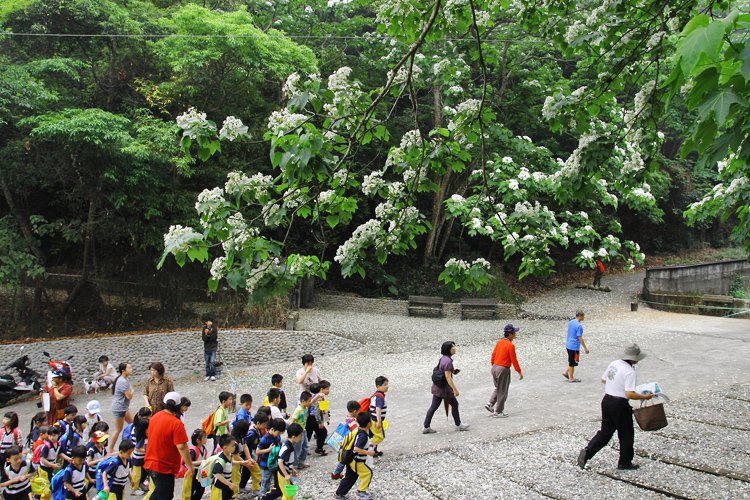 彰化芬園挑水古道桐花