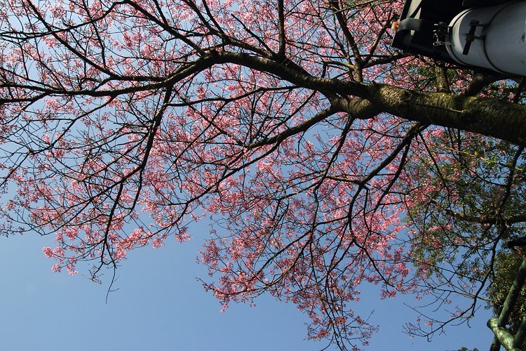 陽明山櫻花