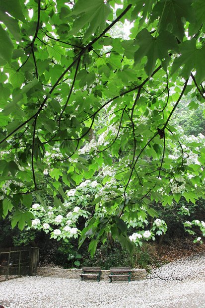 彰化芬園挑水古道桐花