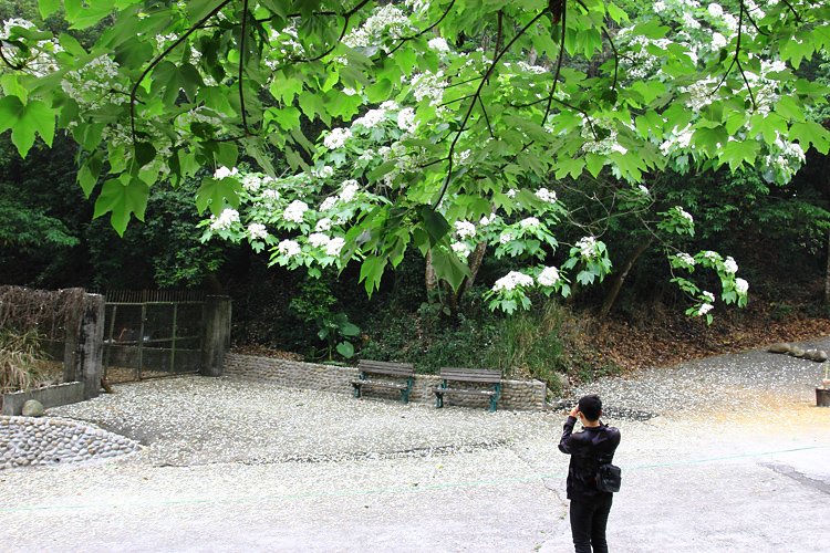 彰化芬園挑水古道桐花