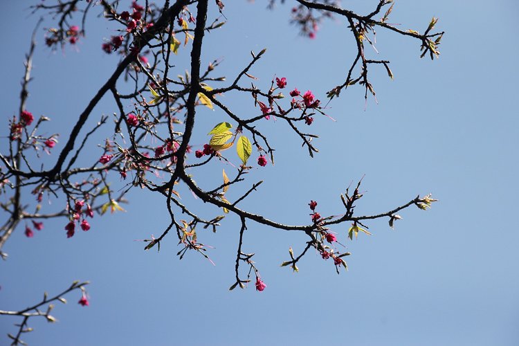 陽明山櫻花