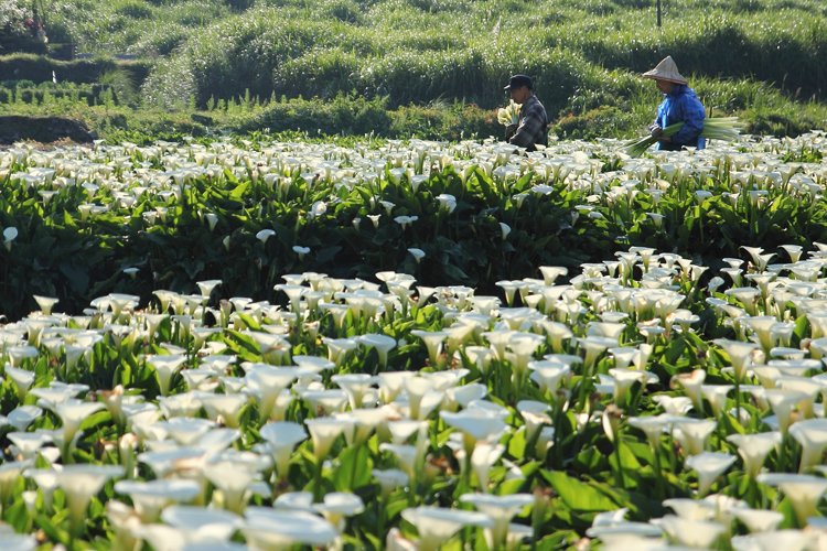 陽明山竹子湖海芋