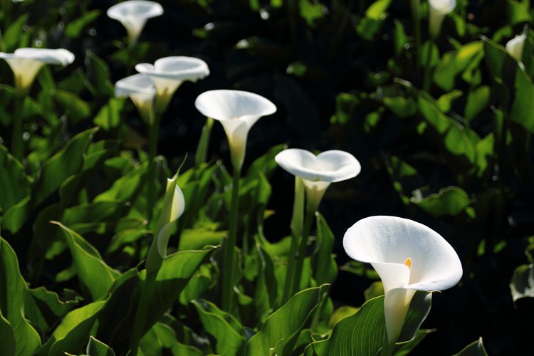 陽明山竹子湖海芋