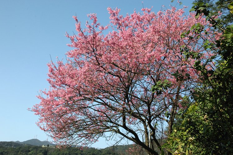 陽明山櫻花