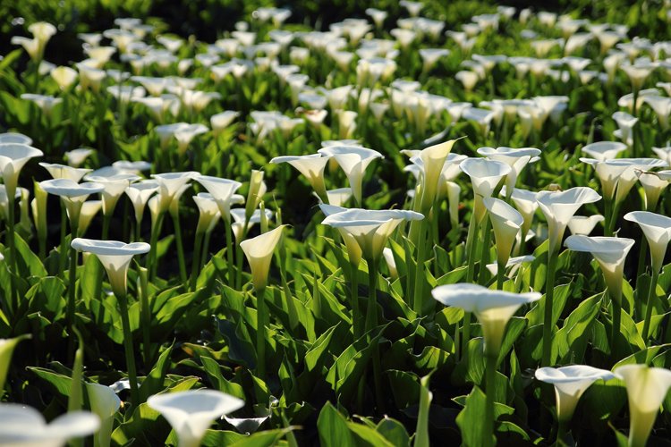 陽明山竹子湖海芋