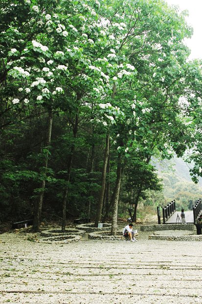 彰化芬園挑水古道桐花