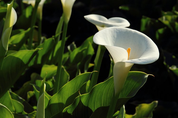 陽明山竹子湖海芋