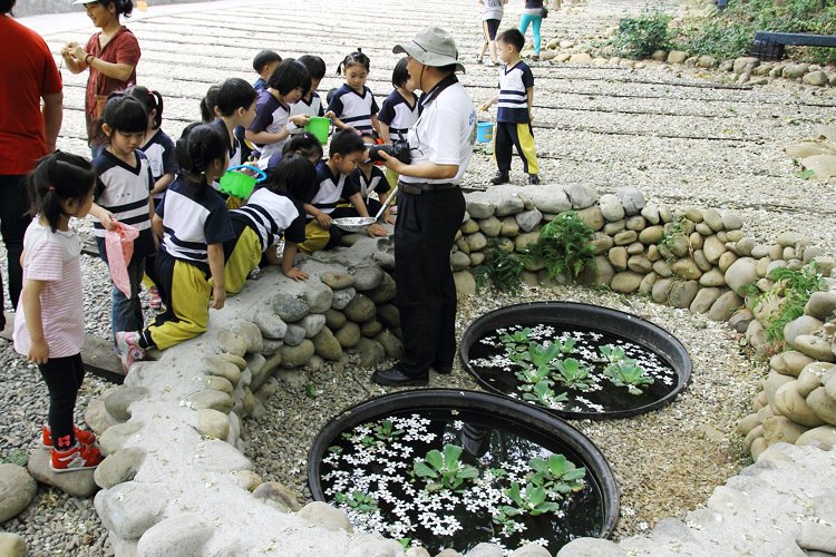 彰化芬園挑水古道桐花