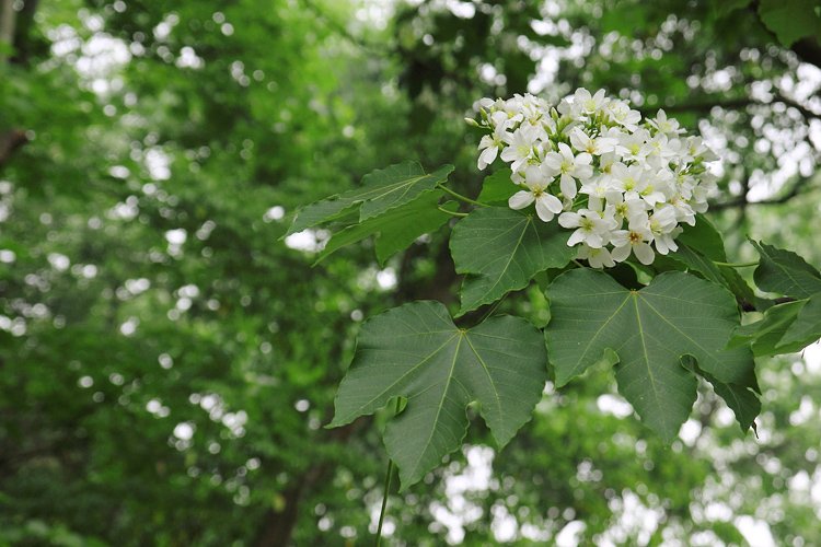 彰化芬園挑水古道桐花