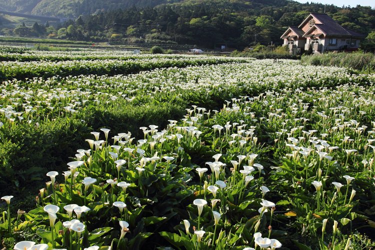 陽明山竹子湖海芋