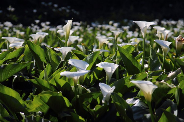 陽明山竹子湖海芋