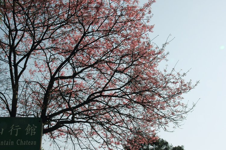 陽明山櫻花