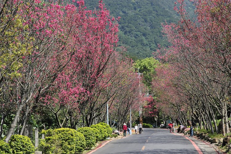 北投櫻花隧道