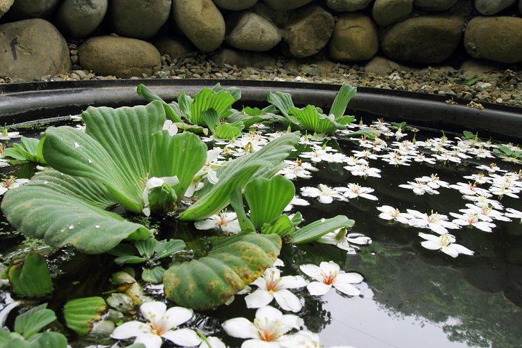 彰化芬園挑水古道桐花