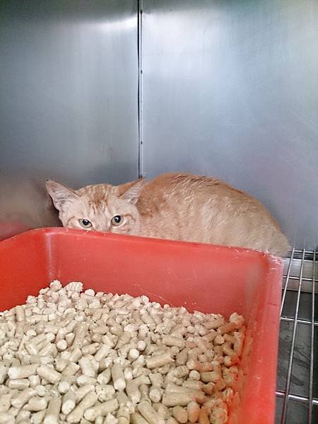 新屋貓舍_1040530_1(隔離檢疫區)_C15_民眾拾獲母貓(入園日期1040529公告編號17)_01.jpg