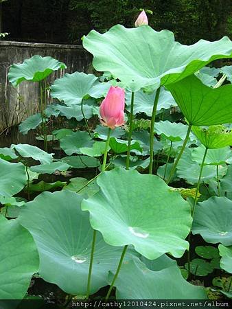 IMG_0683
