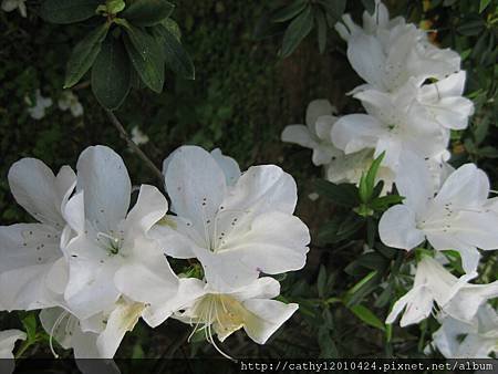 IMG_1831.JPG