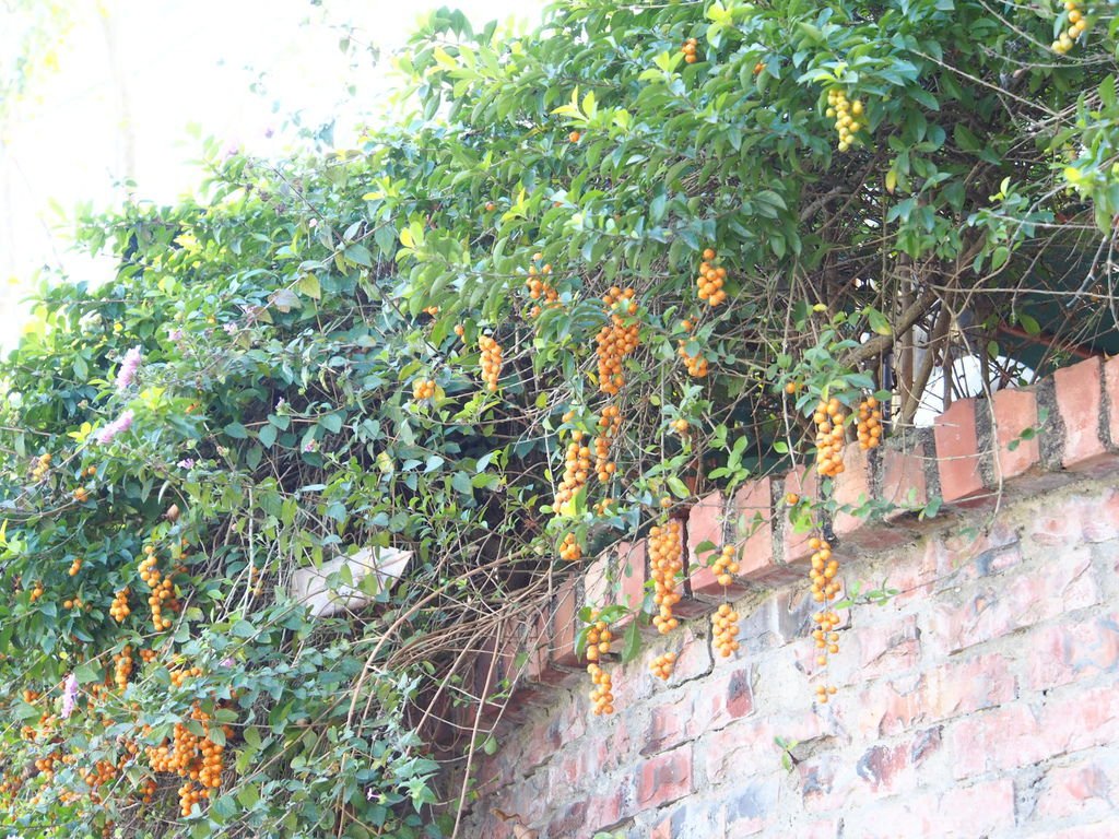 P1010521