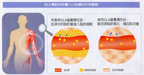 CLA在體內的機制