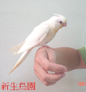 幼鳥玄鳳-5