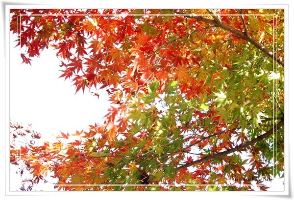 照片 988.jpg