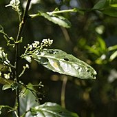 20110402大坑臺灣山桂花 (1).JPG