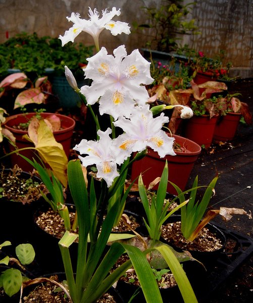 DSC046871.jpg