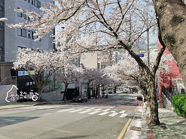【釜山賞櫻】CAFE ITTI카페이띠 與櫻花樹相依偎，無距