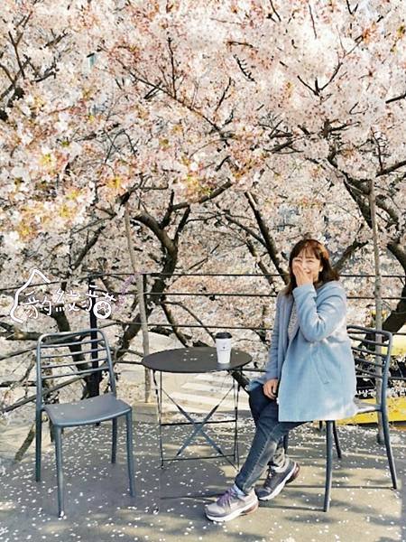 【釜山賞櫻】CAFE ITTI카페이띠 與櫻花樹相依偎，無距