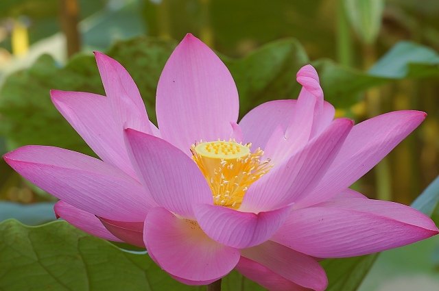 PhotoCap_005.jpg