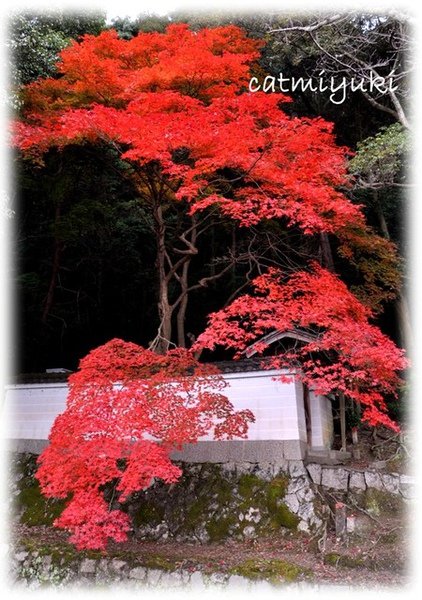 http://f8.wretch.yimg.com/catmiyuki/32764/1274371208.jpg