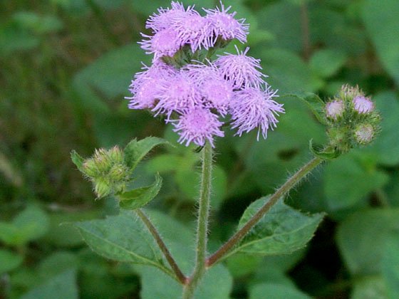 多多島_野花與小草_紫花霍香薊