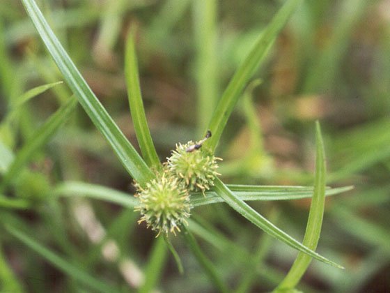 多多島_野花與小草_水蜈蚣