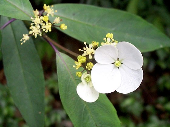 多多島_野花與小草_華八仙