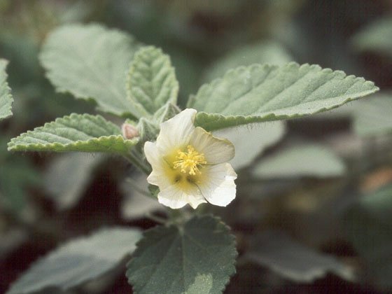 多多島_野花與小草_圓葉金午時花