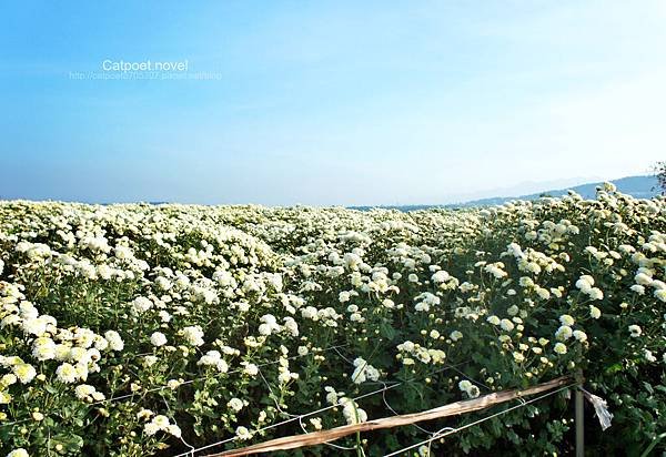 DSC03923_meitu_3